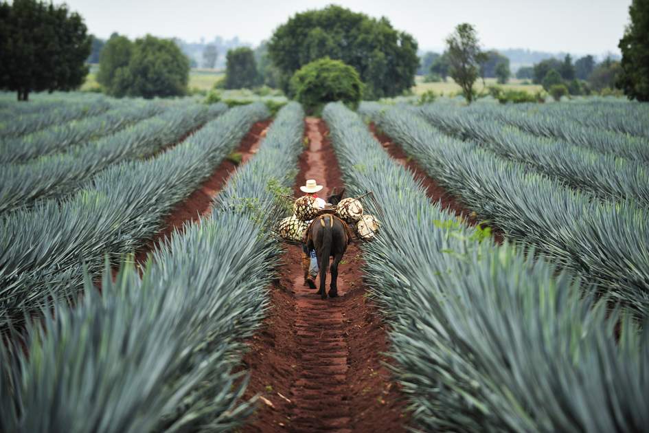 Blue agave field in Jalisco Mexico with rows of agave plants under sunny sky